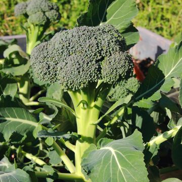 Broccoli Ramoso Calabrese BIO