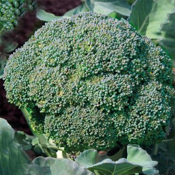 Broccoli Verdia F1