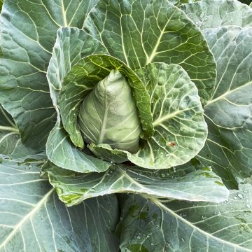 Witte kool Advantage F1