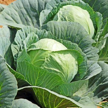 Sluitkool Attraction