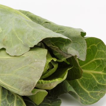 Witte kool Express Eersteling