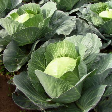 Witte kool Quintal van de Elzas - Vilmorin