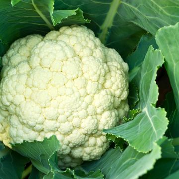 Bloemkool Alpha 6 Fortados