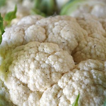 Bloemkool Sneeuwbal Bloemkool Sneeuwbal