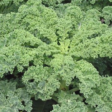 Boerenkool - Brassica oleracea