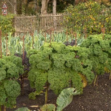 Boerenkool Dwarf Green Curled Boerenkool Dwarf Green Curled