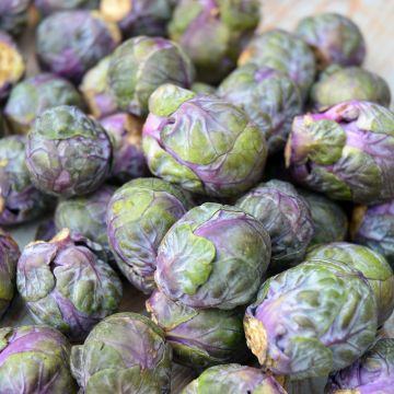 Spruitkool Rubine BIO - Ferme de Sainte Marthe Spruitkool Rubine BIO - Ferme de Sainte Marthe