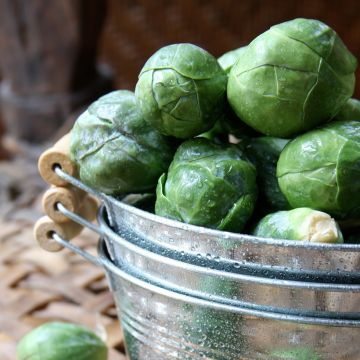 Spruitkool Sanda - Vilmorin