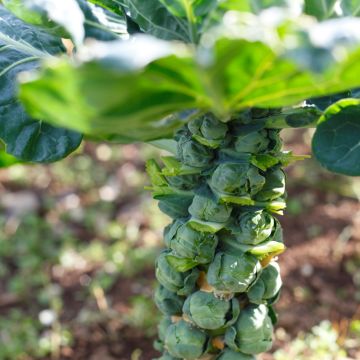 Spruitkool Trafalgar F1 Spruitkool Trafalgar F1