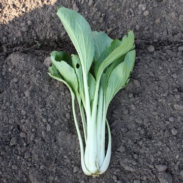 Chinese kool Pak Choi Taï Saï BIO