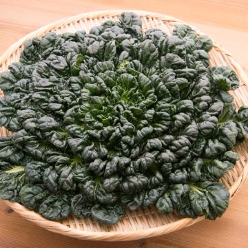 Tatsoi - Brassica rapa