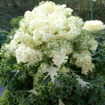 Boerenkool Frost Byte F1