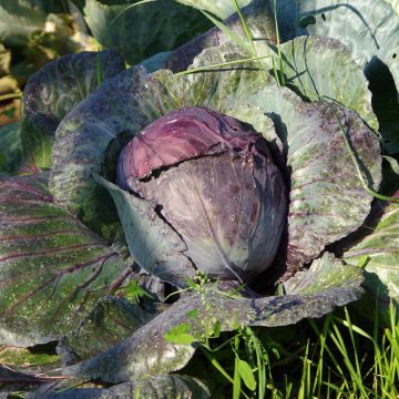 Rodekool Buscaro (jonge planten in kweekpotjes)