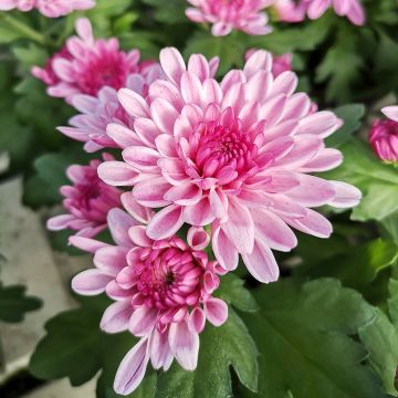 Chrysanthemum indicum Nebelrose - Tuinchrysant