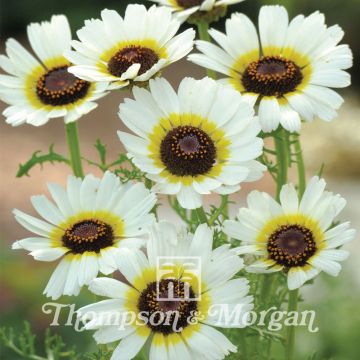 Bonte ganzenbloem Polar Star (zaad) - Chrysanthemum carinatum