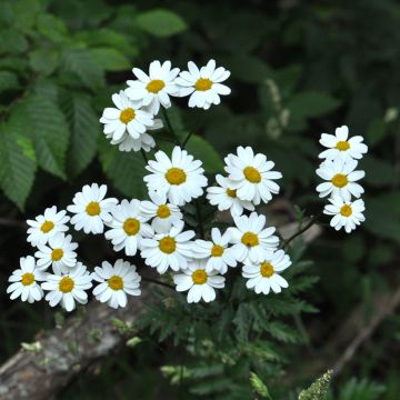 Tanacetum corymbosum - Wormkruid