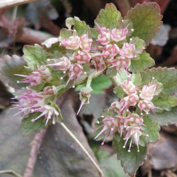Chrysosplenium macrophyllum - Goudveil