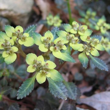 Chrysosplenium macrostemon v. shiobarense - Goudveil