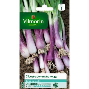 Bosui Vilmorin - Allium fistulosum