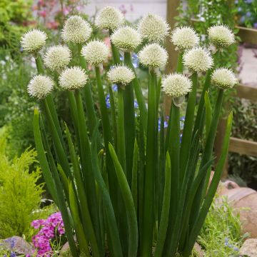 Lente-ui - Allium fistulosum - Allium fistulosum Lente-ui - Allium fistulosum - Allium fistulosum