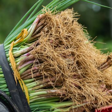 Rode bieslook Rouge  - Allium fistulosum