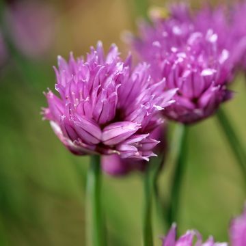 Bieslook - Allium schoenoprasum