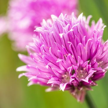 Bieslook BIO - Allium schoenoprasum (pootgoed)