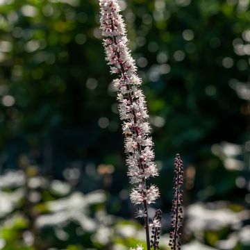 Actaea simplex Atropurpurea - Zilverkaars