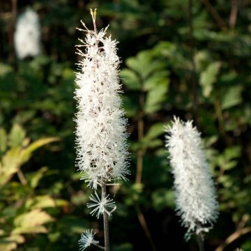 Actaea simplex Atropurpurea - Zilverkaars