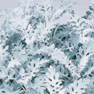 Senecio cineraria Silver Dust (plugplanten) - Zilverkruiskruid