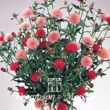 Cirsium japonicum Pink and Rose Beauty (zaad) - Vederdistel