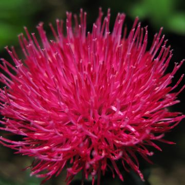 Cirsium japonicum Rose Beauty - Vederdistel