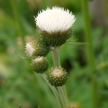 Cirsium rivulare Frosted Magic - Beekdistel
