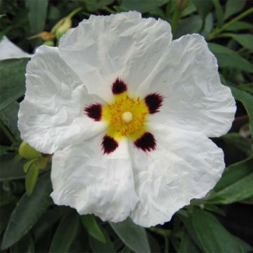 Cistus purpureus Alan Fradd - Bonte cistus