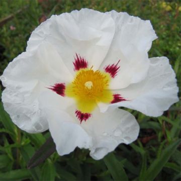 Cistus ladanifer x loretii - Rotsroos