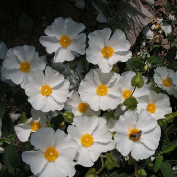 Cistus corbariensis - Rotsroos