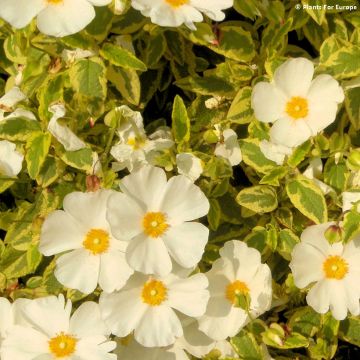 Cistus corbariensis Little Miss Sunshine - Rotsroos
