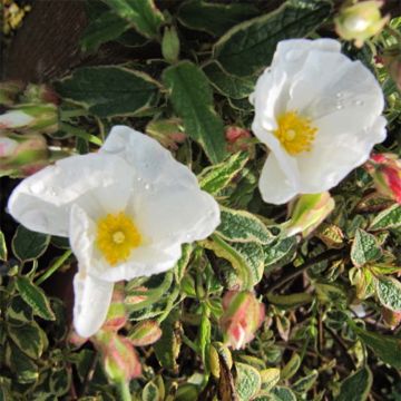 Cistus corbariensis Rospico - Rotsroos