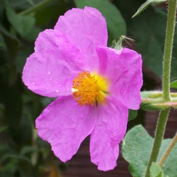 Cistus creticus - Rotsroos