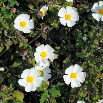 Cistus obtusifolius - Rotsroos