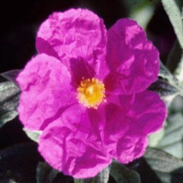 Cistus pulverulentus Sunset - Rotsroos