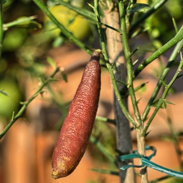 Citrus australasica Caviar Rose - Vingerlimoen