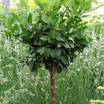 Zoete limoen Pursha Zoete limoen Pursha