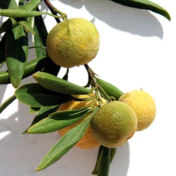Citrus glauca - Woestijnlimoen