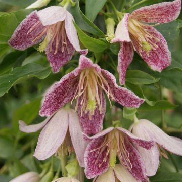 Clematis cirrhosa Advent Bells - Groenblijvende bosrank