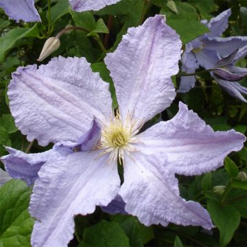 Clematis Blekitny aniol - Clematis