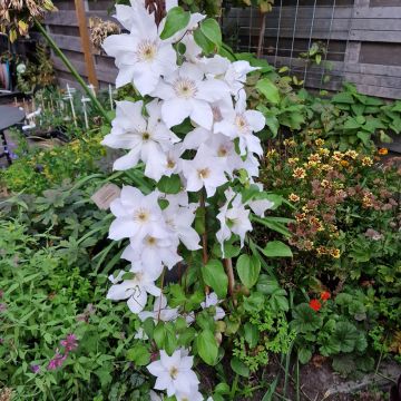 Clematis Guernsey Flute - Grootbloemige bosrank