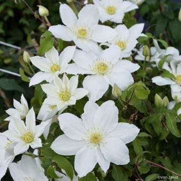 Clematis Madame Blanc - Bosrank