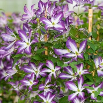 Clematis viticella Glorious Cloud - Italiaanse clematis