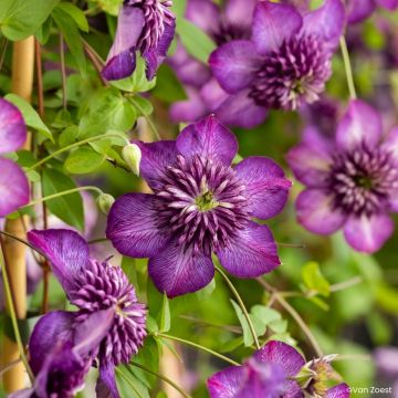 Clematis viticella Welcome Home - Italiaanse clematis